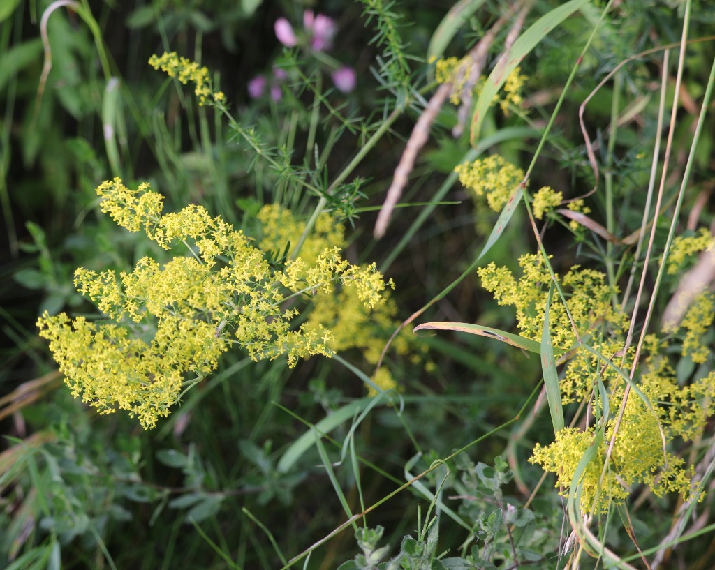 Gul Snerre (Galium verum)