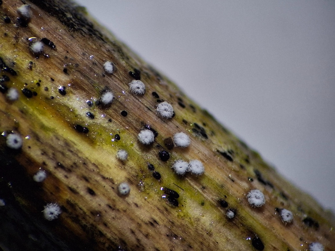 Hvid Frynserede (Lachnella villosa)