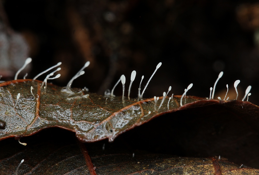 Liden Trådkølle (Typhula setipes)