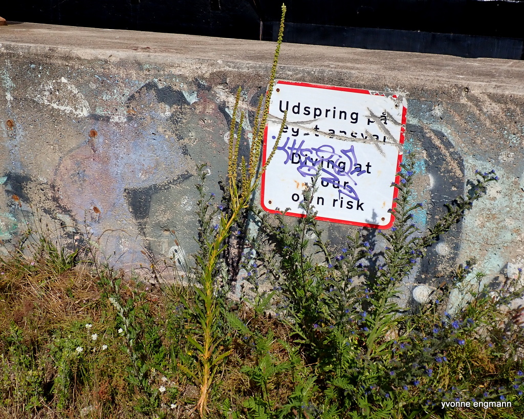 Farve-Reseda (Reseda luteola)