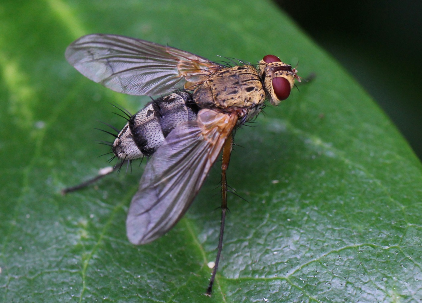 Dexiosoma caninum (Dexiosoma caninum)