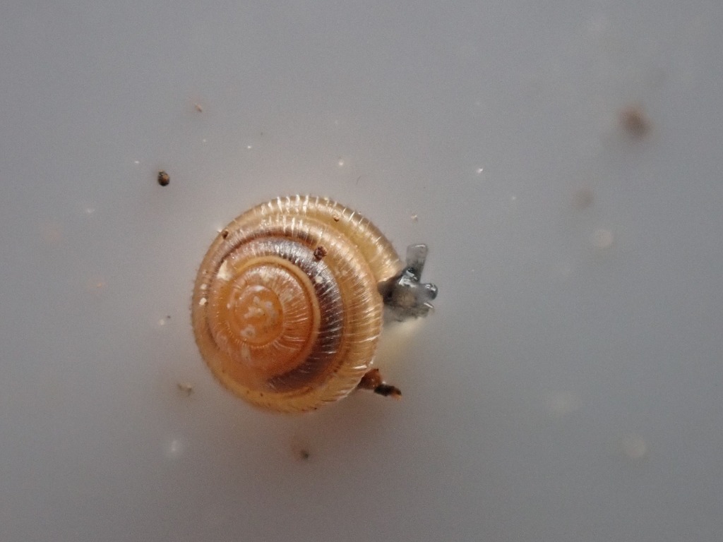 Kubesnegl (Spermodea lamellata)