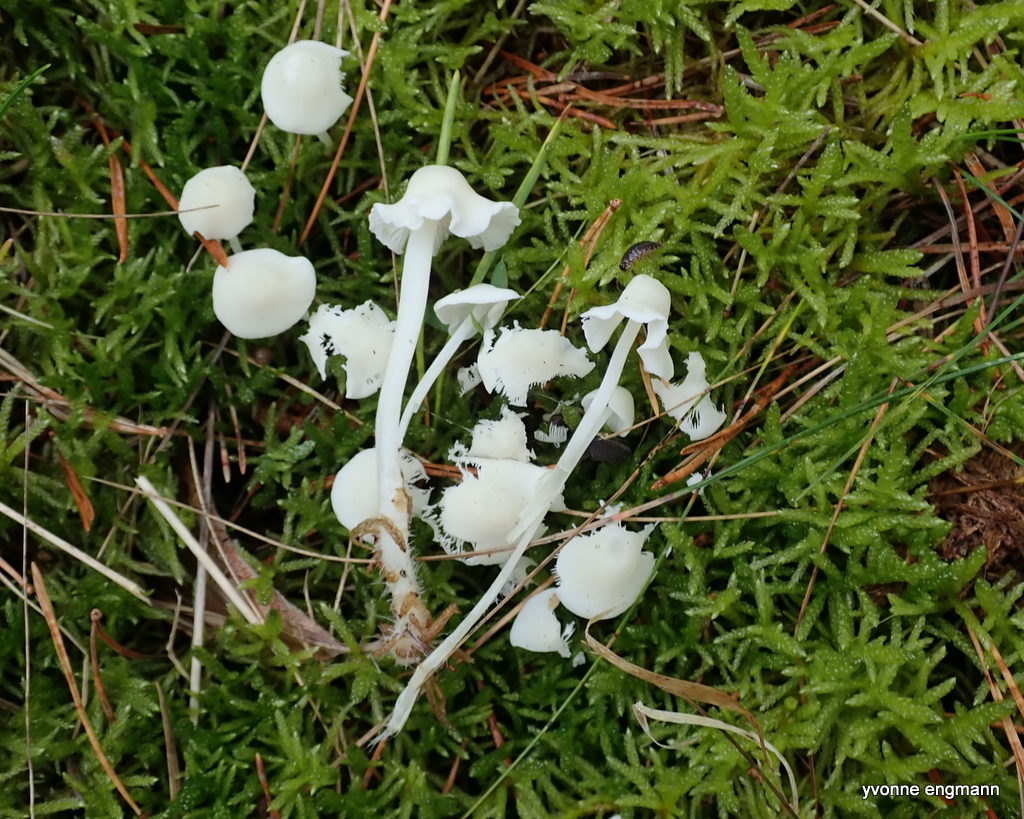 Hemimycena cucullata (Hemimycena cucullata) Naturbasen