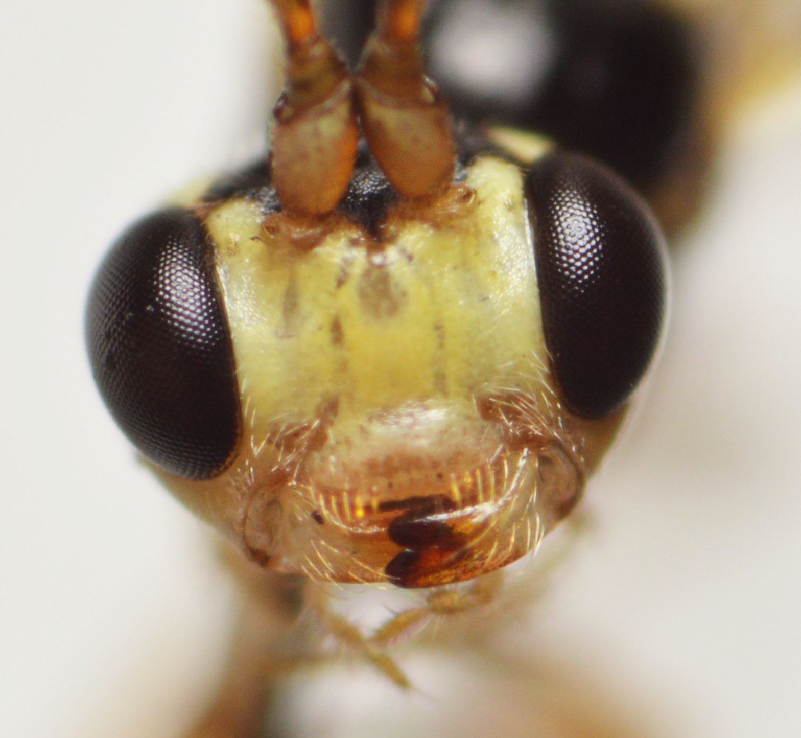 Lathrolestes verticalis (Lathrolestes verticalis)