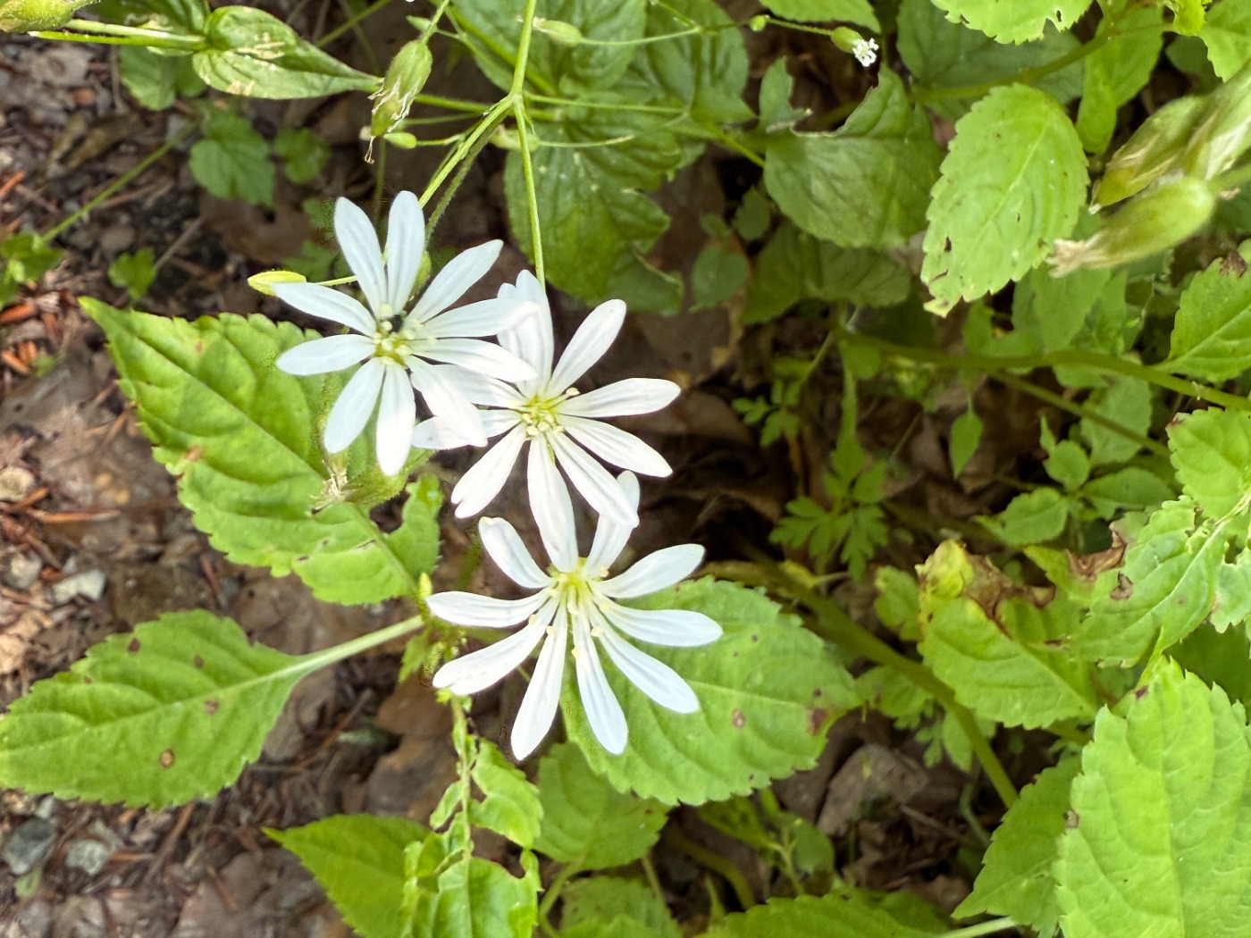 Lund-Fladstjerne (Stellaria nemorum)