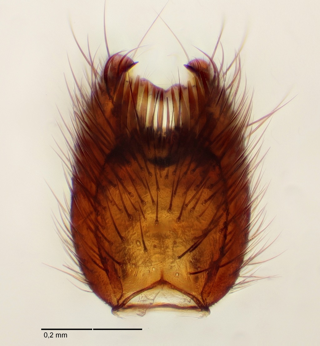 Apolephthisa subincana (Apolephthisa subincana)