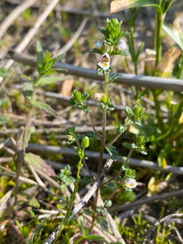 Nordisk Øjentrøst (Euphrasia arctica ssp. minor)