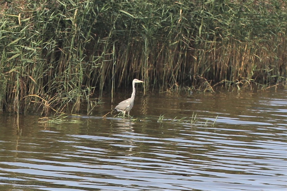 Fiskehejre (Ardea cinerea)