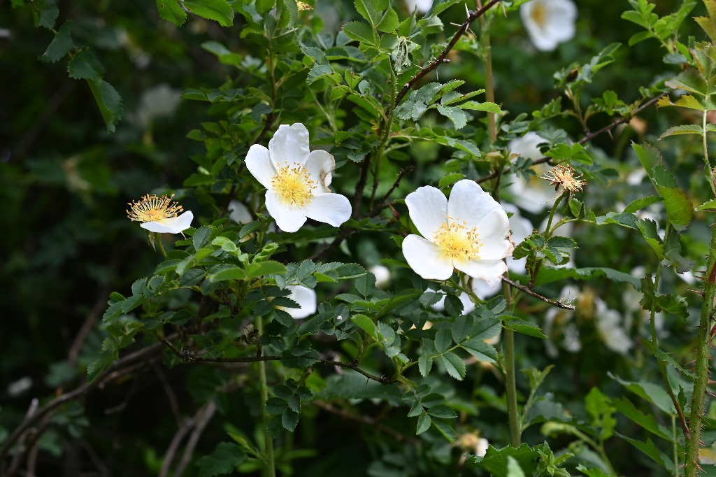Hvid Æble-Rose (Rosa agrestis)