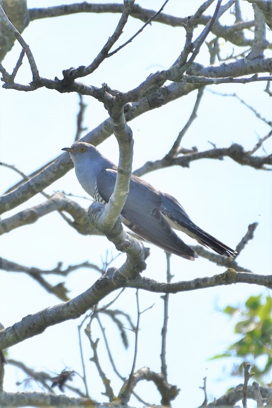 Gøg (Cuculus canorus)