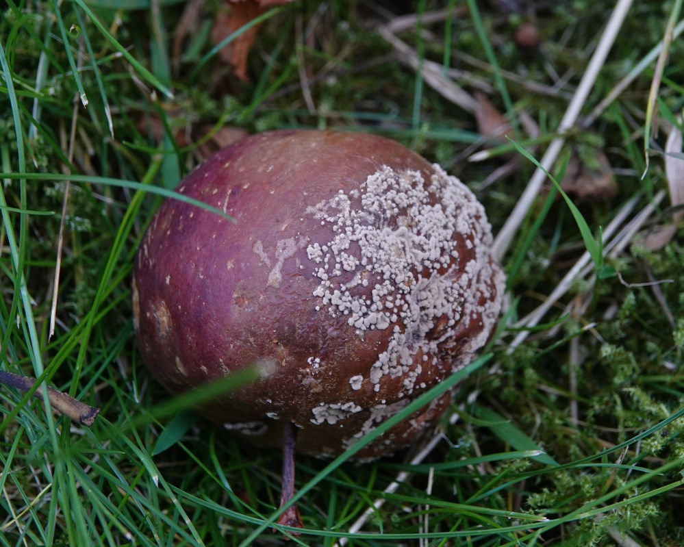 Æble-Knoldskive (Monilinia fructigena)