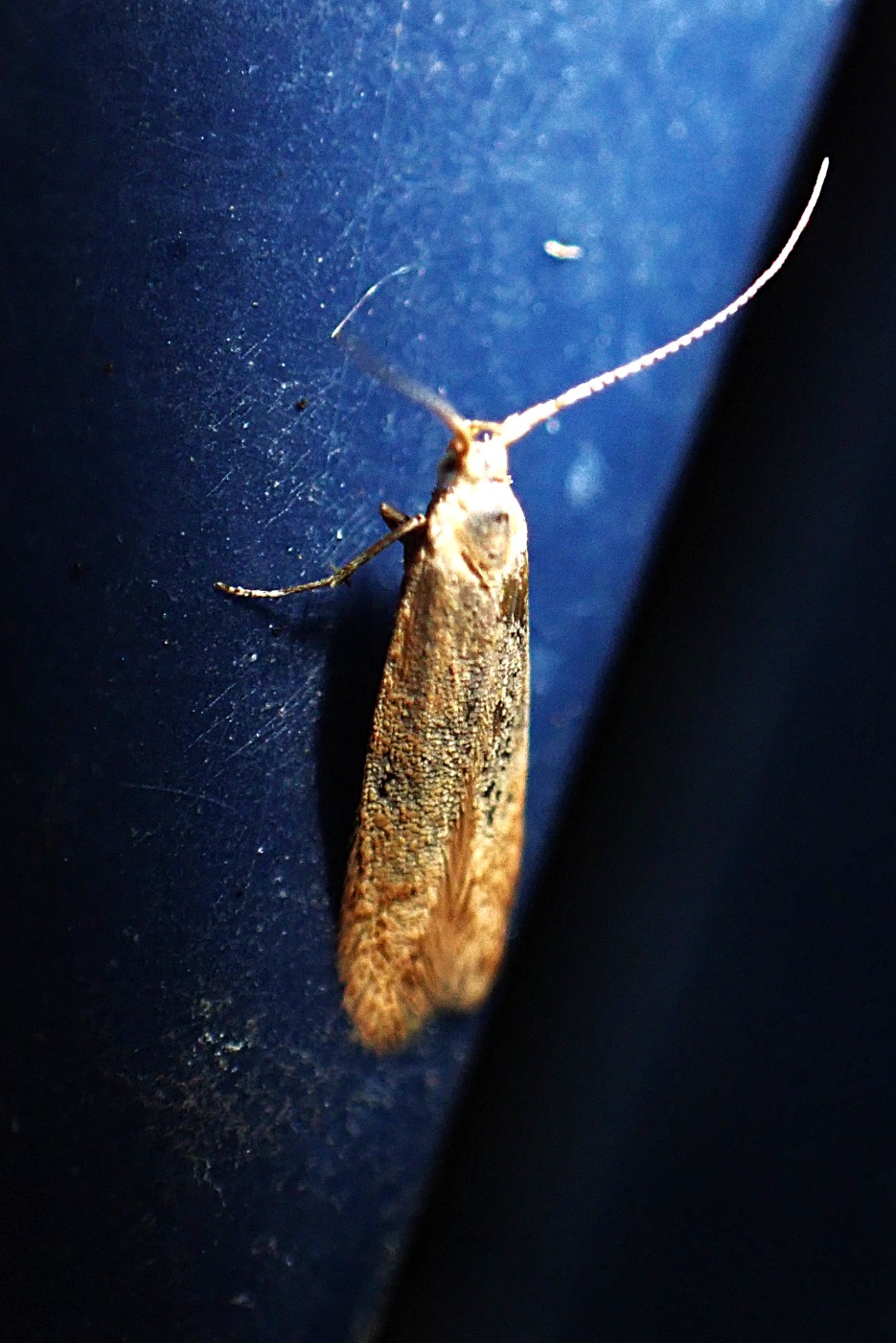 Birkesækmøl (Coleophora serratella)