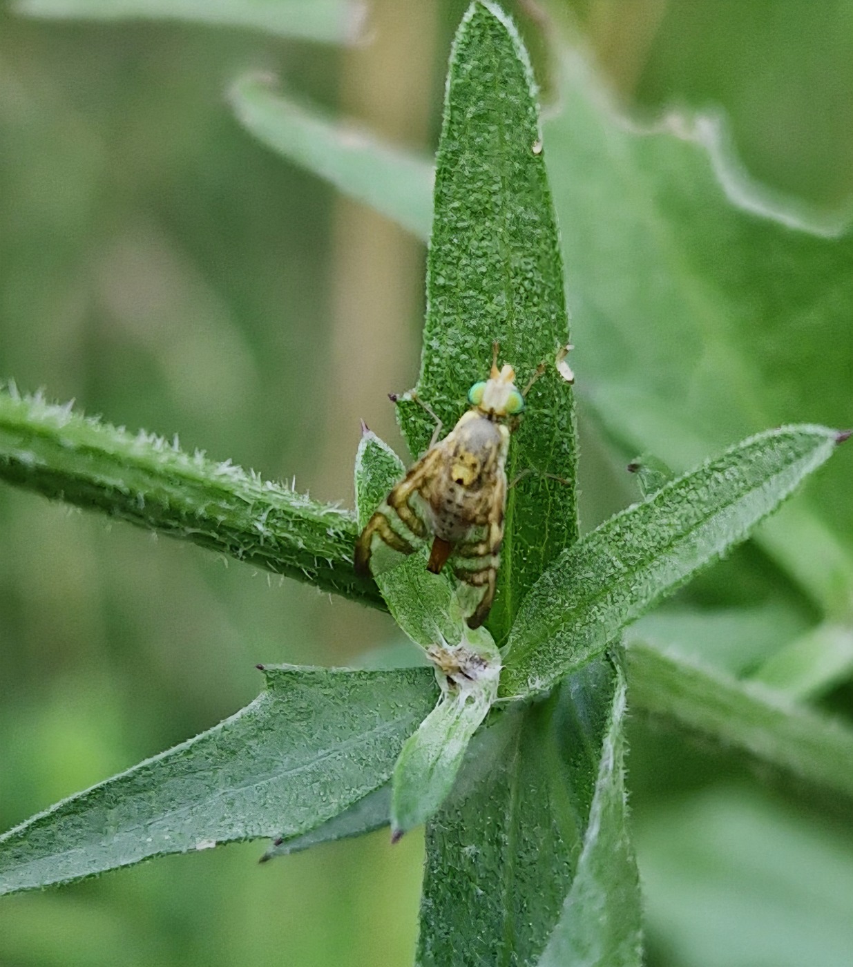 Chaetostomella cylindrica (Chaetostomella cylindrica)