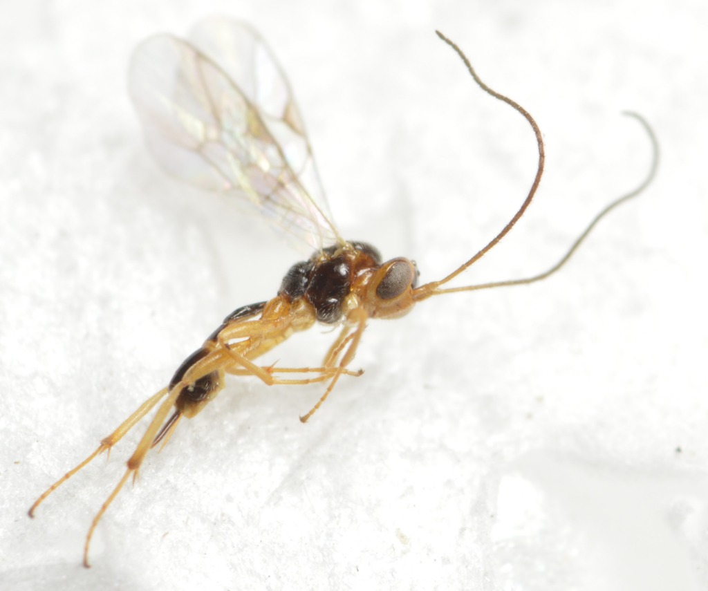 Mesochorus curvulus (Mesochorus curvulus)