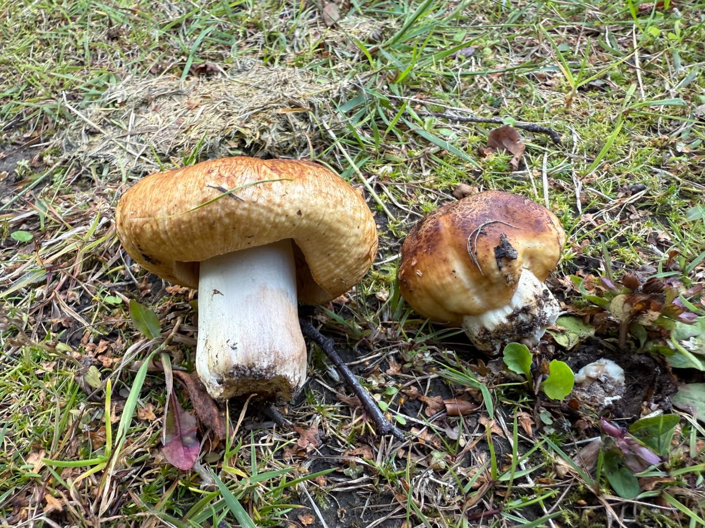 Stinkende Skørhat (Russula foetens)